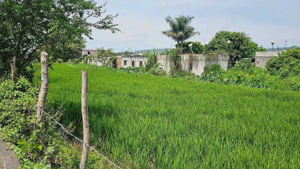 cultivos-arroz-cuautla 